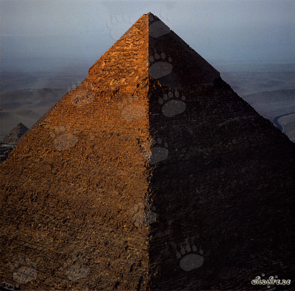 The first rays of sunlight illuminate the Pyramid of Khephren in golden light