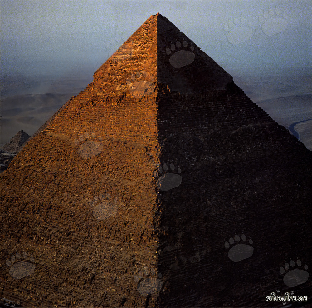 Les premiers rayons de soleil illuminent la pyramide de Khephren d'une lumière dorée