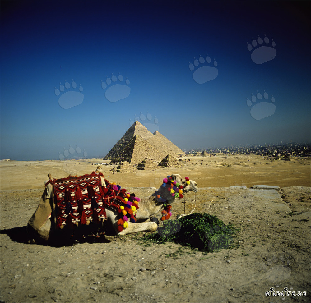 Camel in front of the majestic pyramids of Menkaure, Khafre and Khufu in Giza
