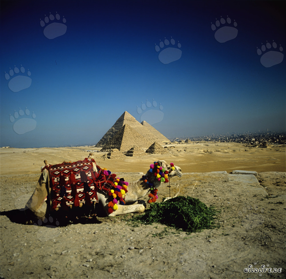 Camello frente a las majestuosas pirámides de Micerinos, Kefrén y Keops en Giza