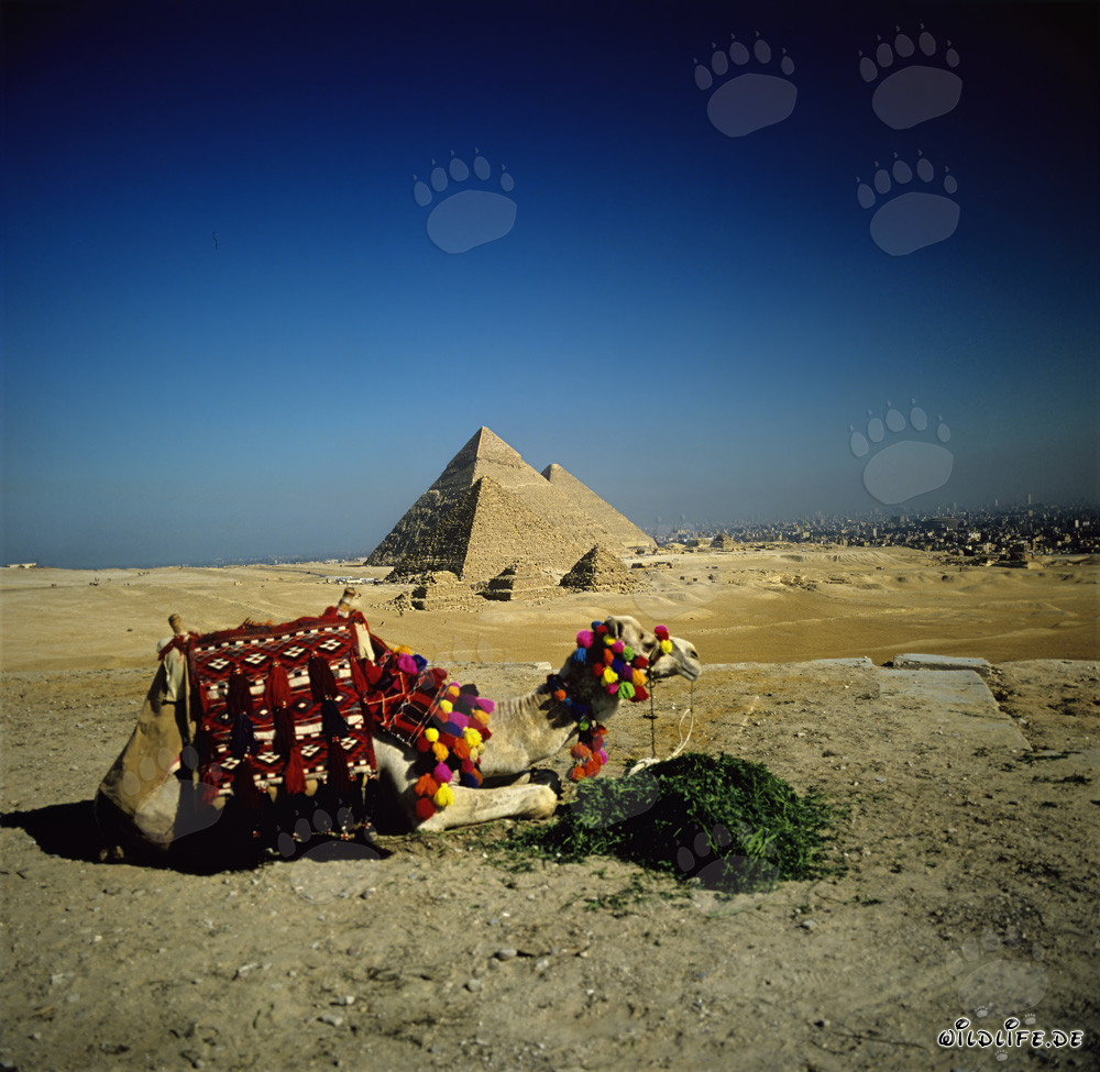Chameau devant les majestueuses pyramides de Mykérinos, Khéphren et Khéops à Gizeh