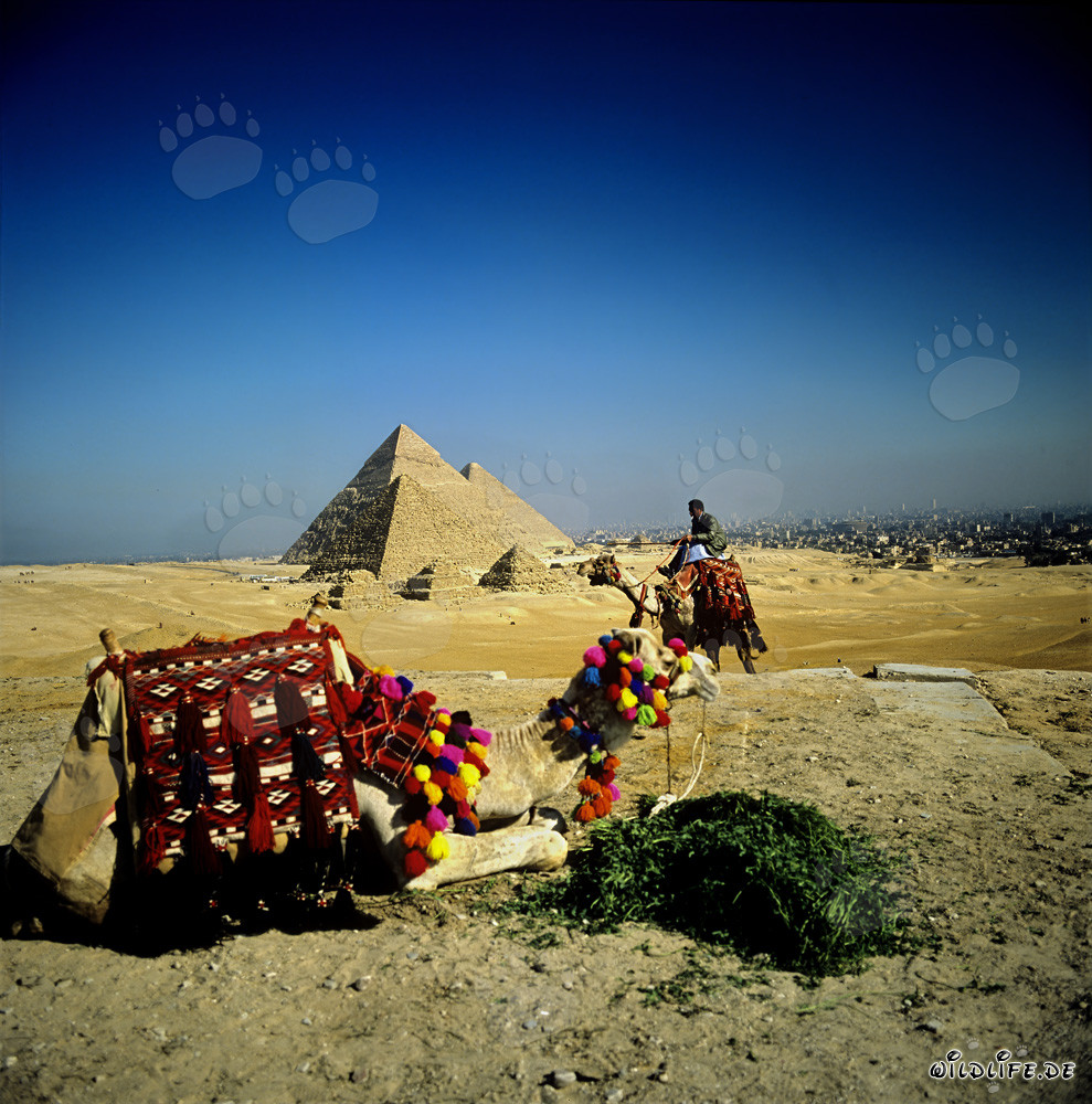 Kamele vor den Pyramiden von Mykerinos, Chephren und Cheops in Gizeh, Aegypten