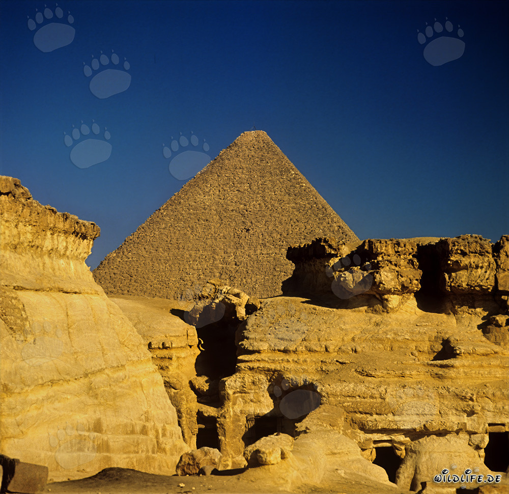 La majestueuse pyramide de Khéops s'élève du désert