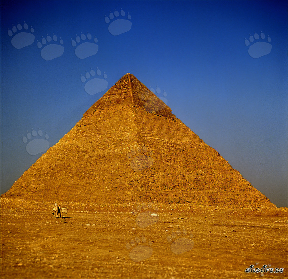 The Pyramid of Khephren at Giza - Majestic Wonder of the Ancient World