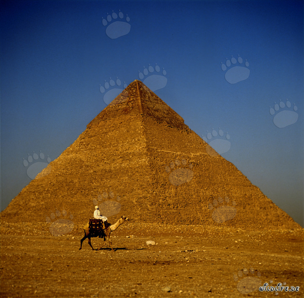 Kamelreiter vor der Chephren-Pyramide in Gizeh