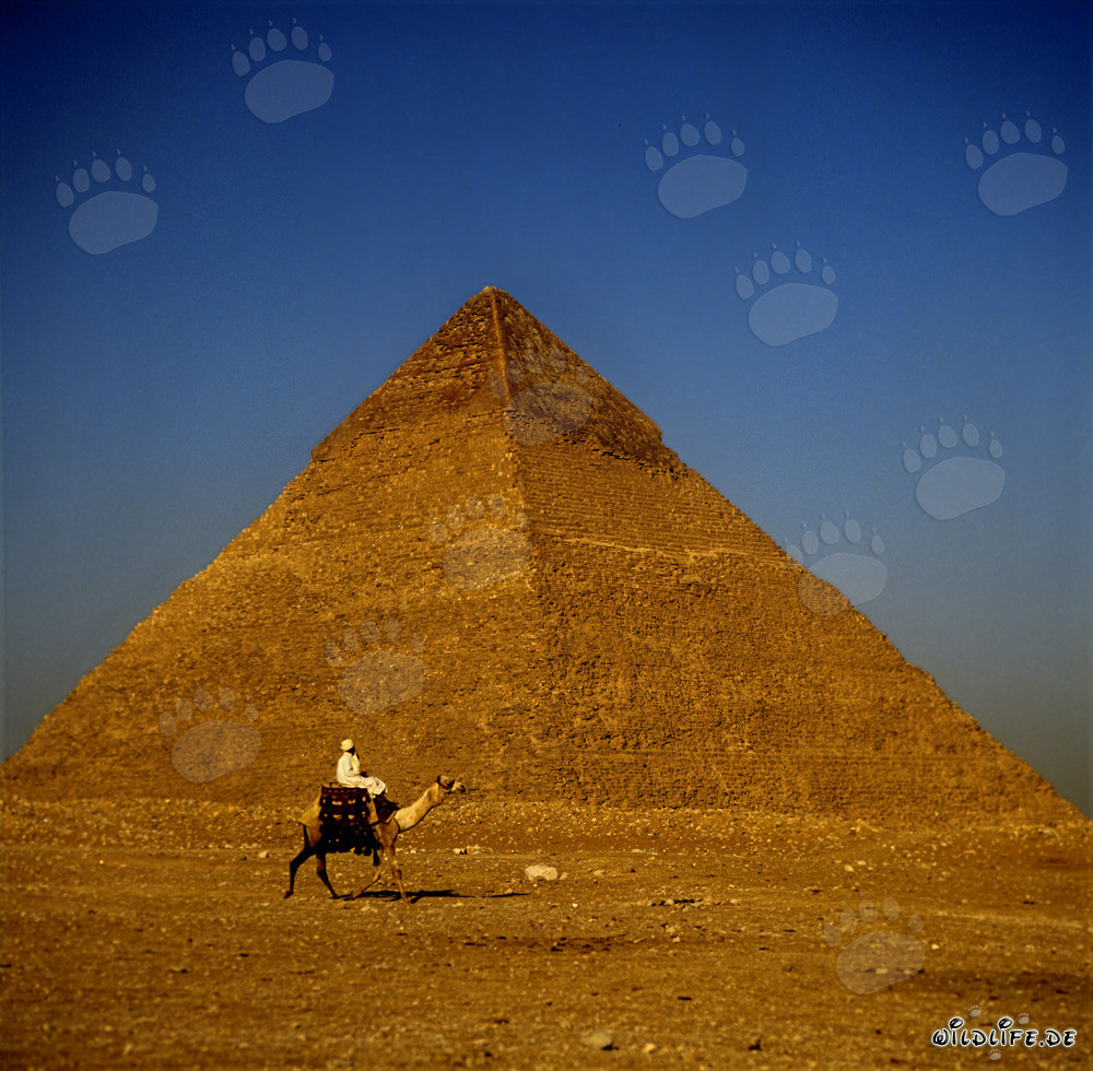 Camel riders in front of the Pyramid of Khafre in Giza