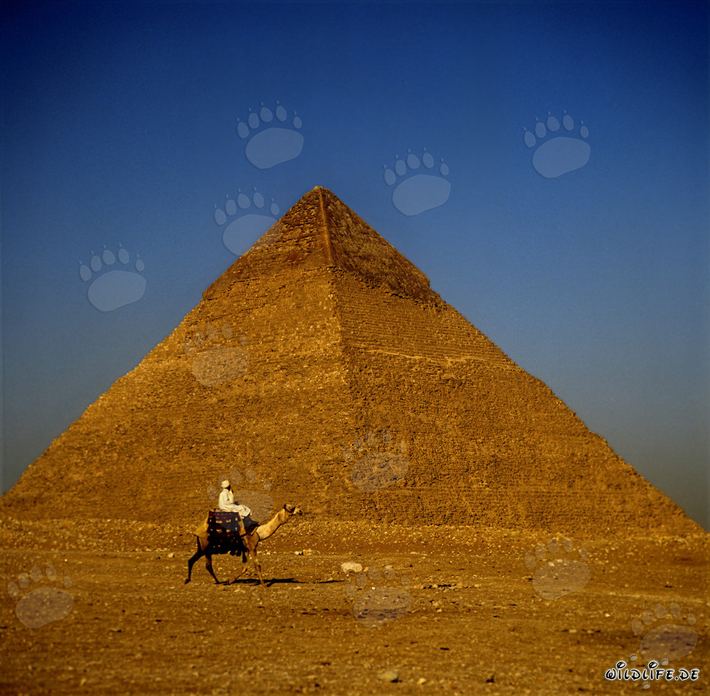 Cavalieri di cammelli di fronte alla piramide di Chefren a Giza