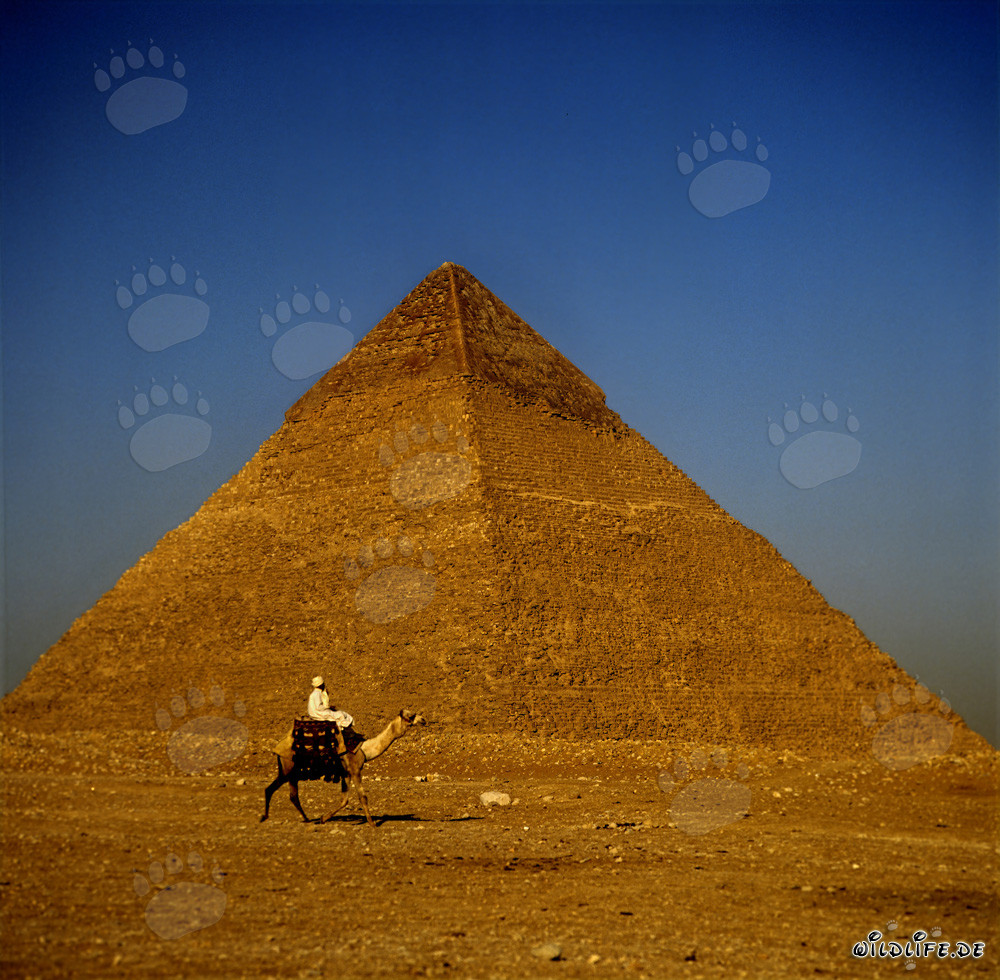 Cavaliers de chameaux devant la pyramide de Khéphren à Gizeh
