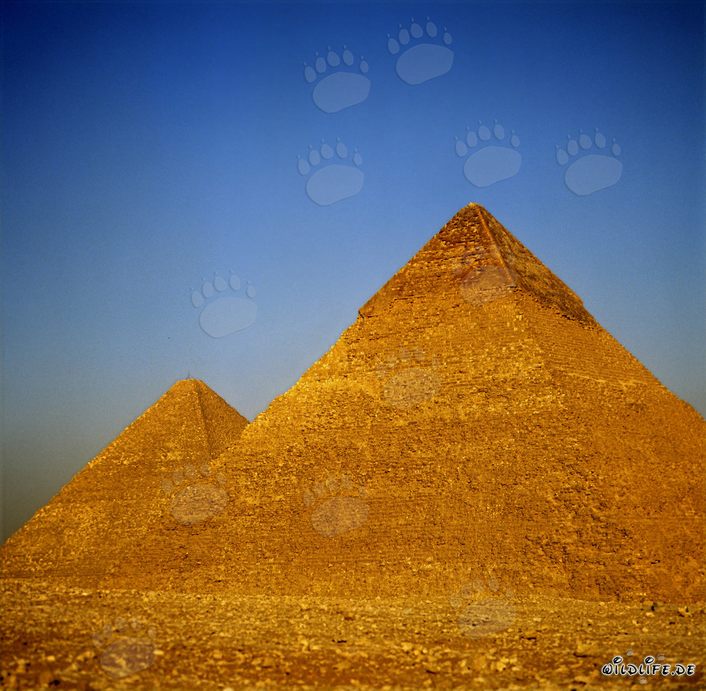 Die Pyramiden von Cheops und Chephren in Gizeh