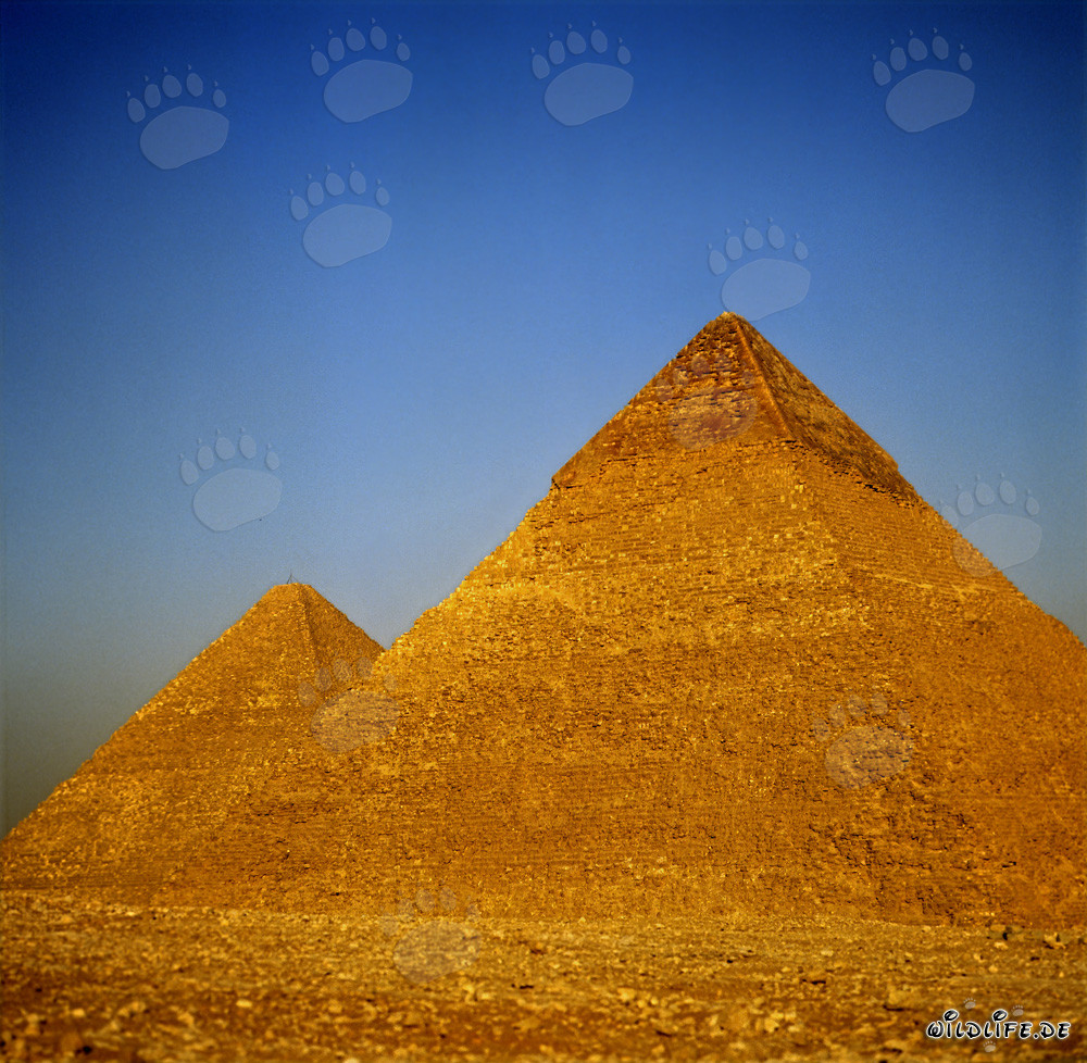 Les pyramides de Khéops et de Khéphren à Gizeh