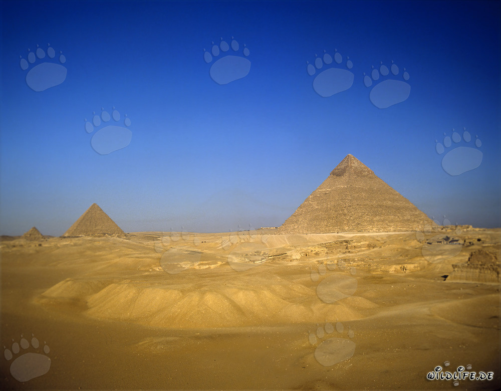 Vista sulle piramidi di Chefren, Cheope e Micerino nel deserto