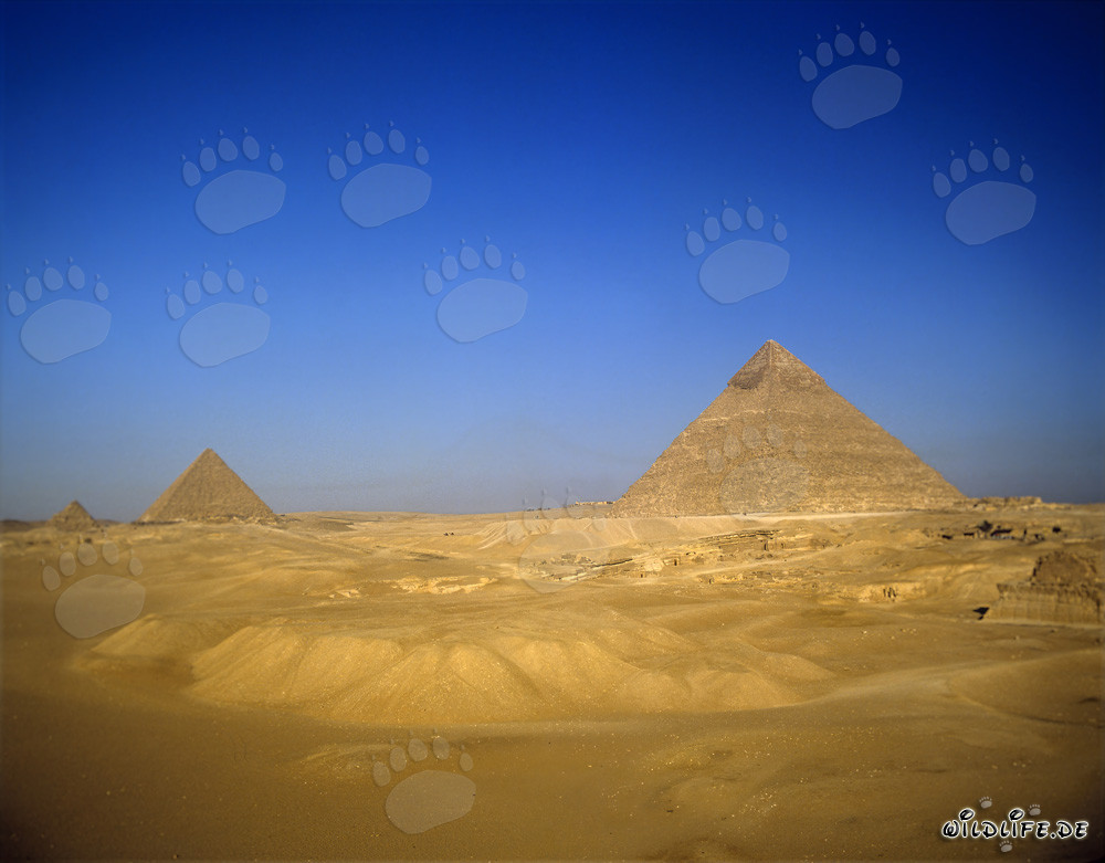 Vue sur les pyramides de Khephren, Khéops et Mykérinos dans le désert