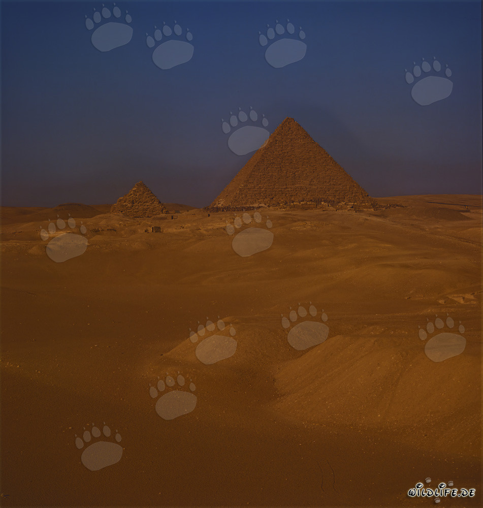 Las majestuosas pirámides de Keops y Micerinos en el desierto egipcio