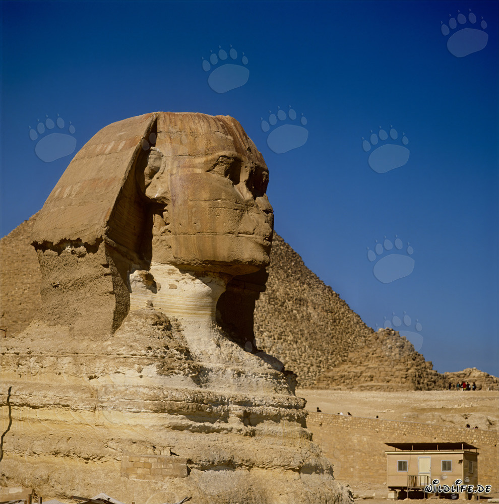 Grande Sfinge di Giza