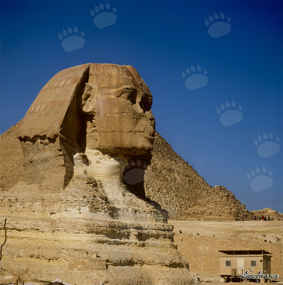 Grande Sphinx de Gizeh
