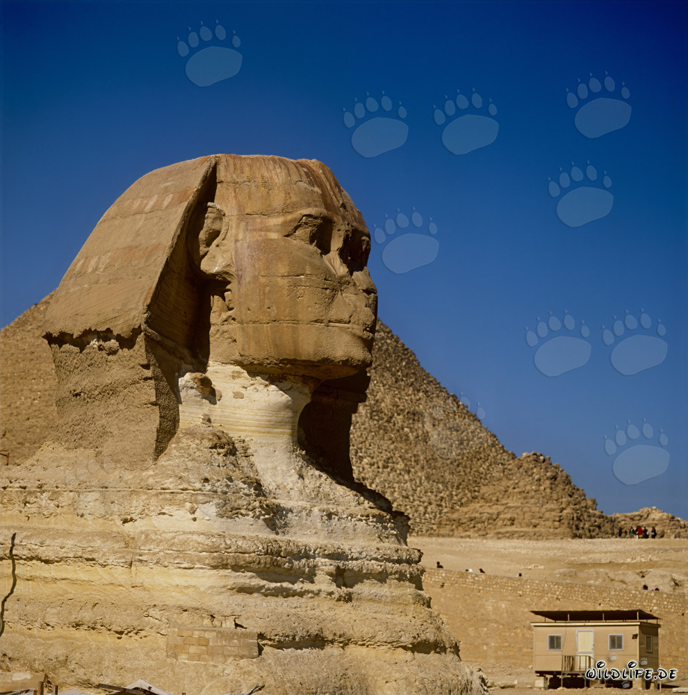 Große Sphinx von Gizeh