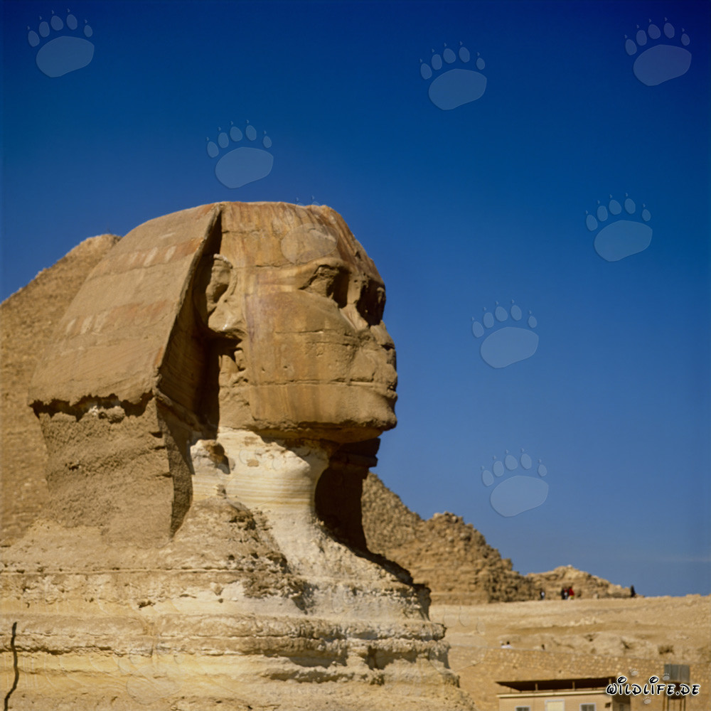 La Grande Sfinge di Giza - Area della testa