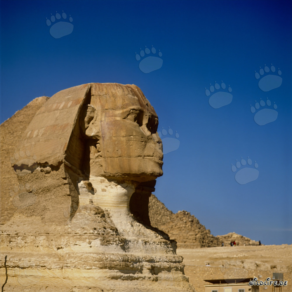 The Great Sphinx of Giza - Head Area