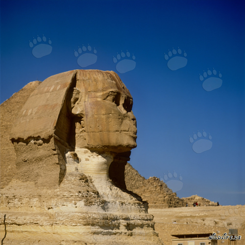 La Grande Sphinx de Gizeh - Partie de la tête