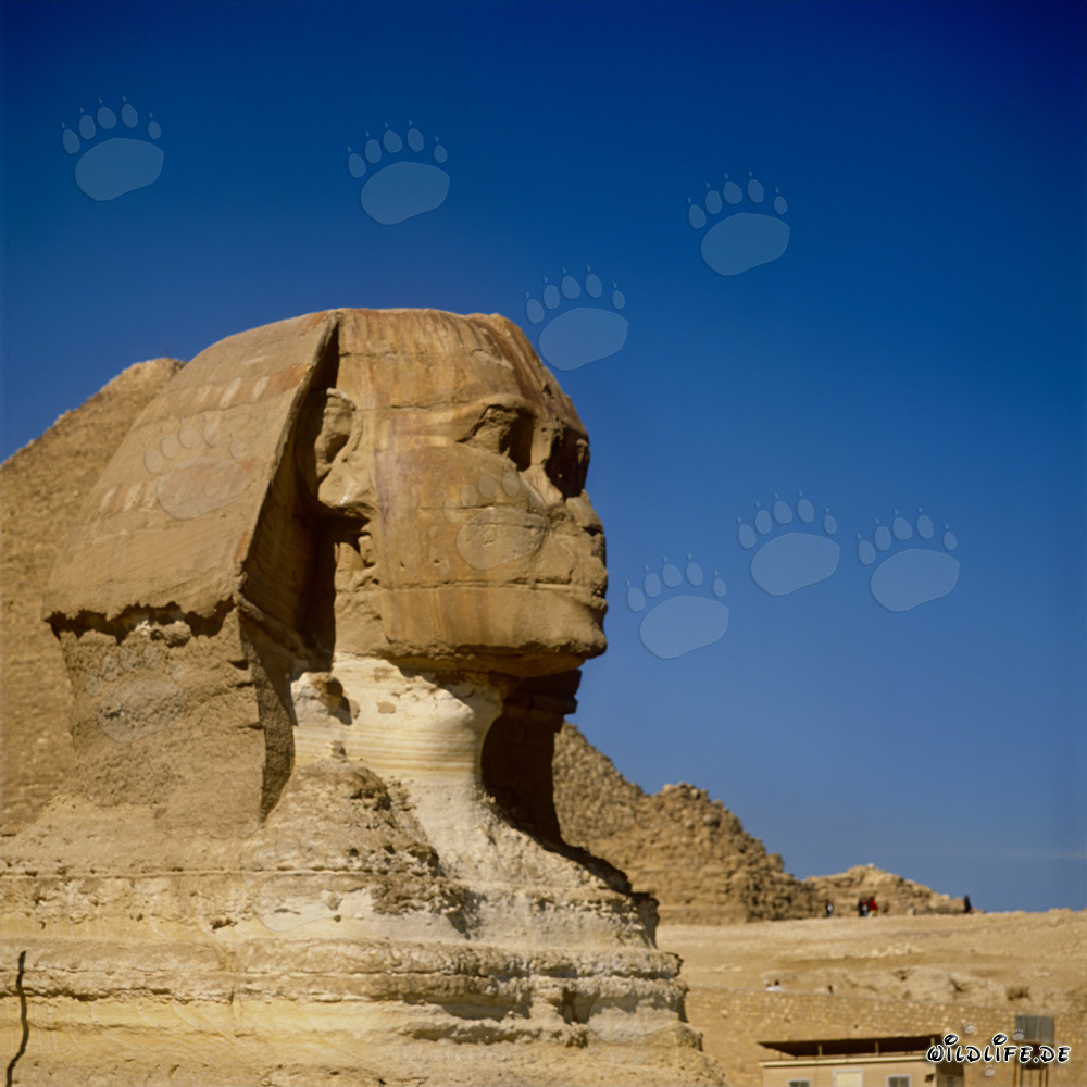 Die Große Sphinx von Gizeh - Kopfbereich