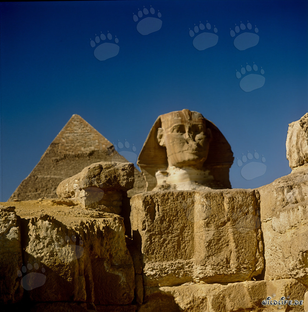 Vue de face du Sphinx avec la pyramide de Kheops