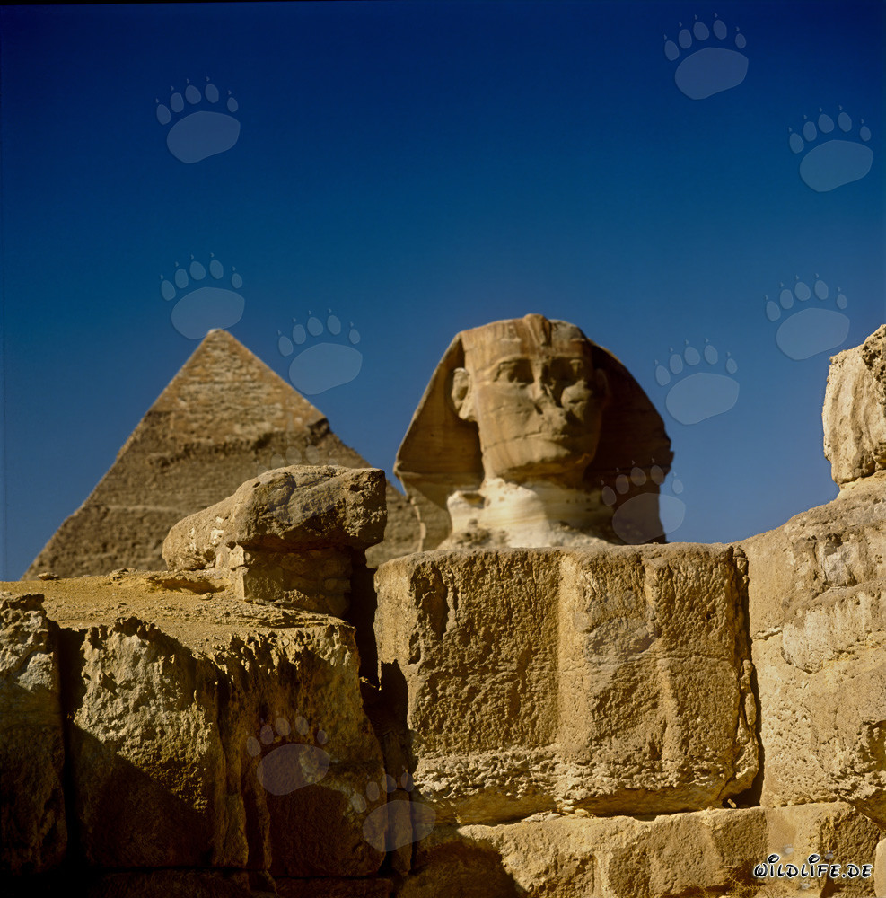 Front view of the Sphinx with Chephren Pyramid