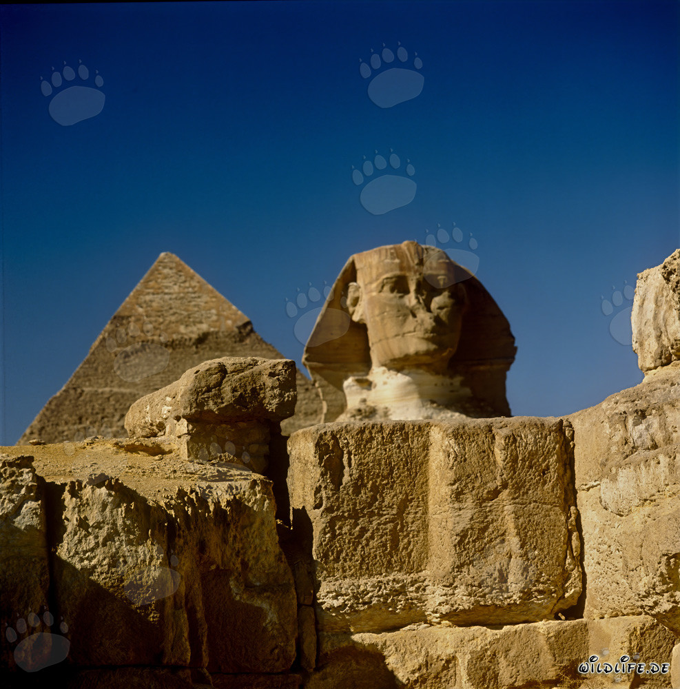 Frontansicht der Sphinx mit Chephren-Pyramide