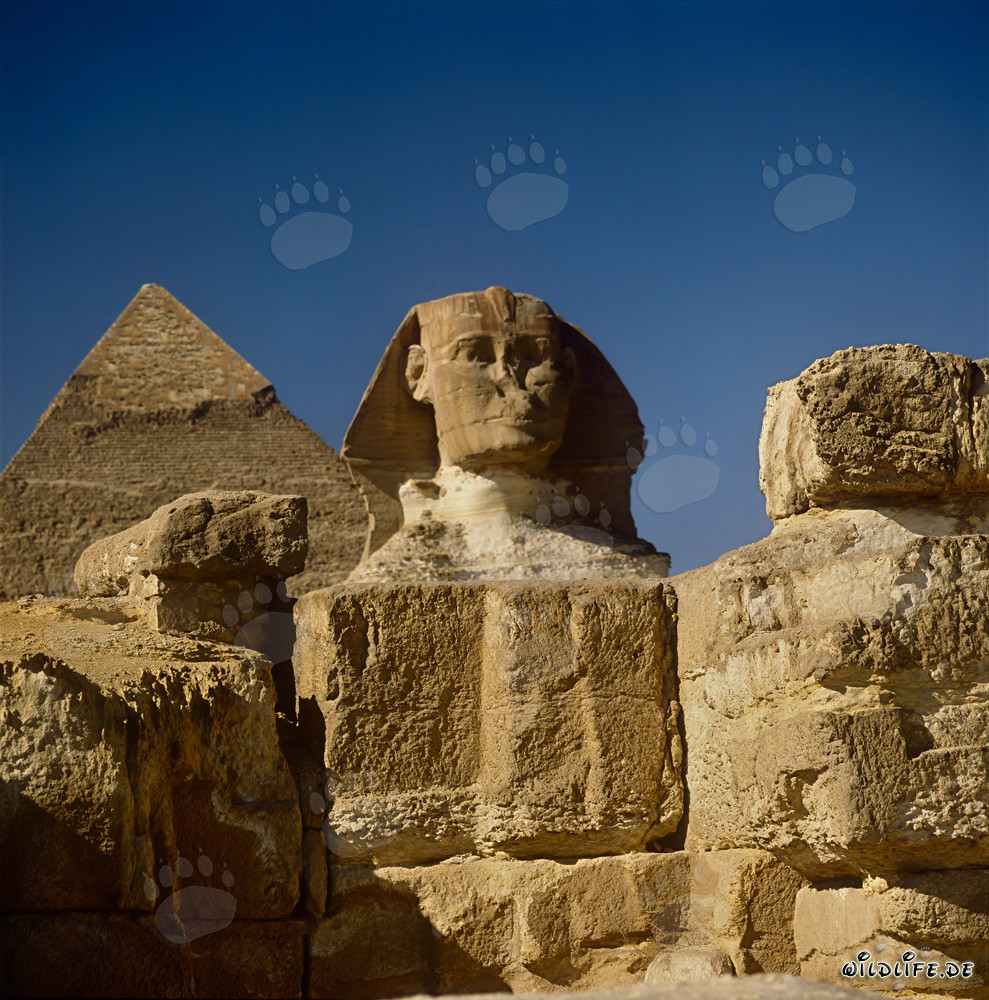 Vue frontale du Sphinx avec la pyramide de Khéphren