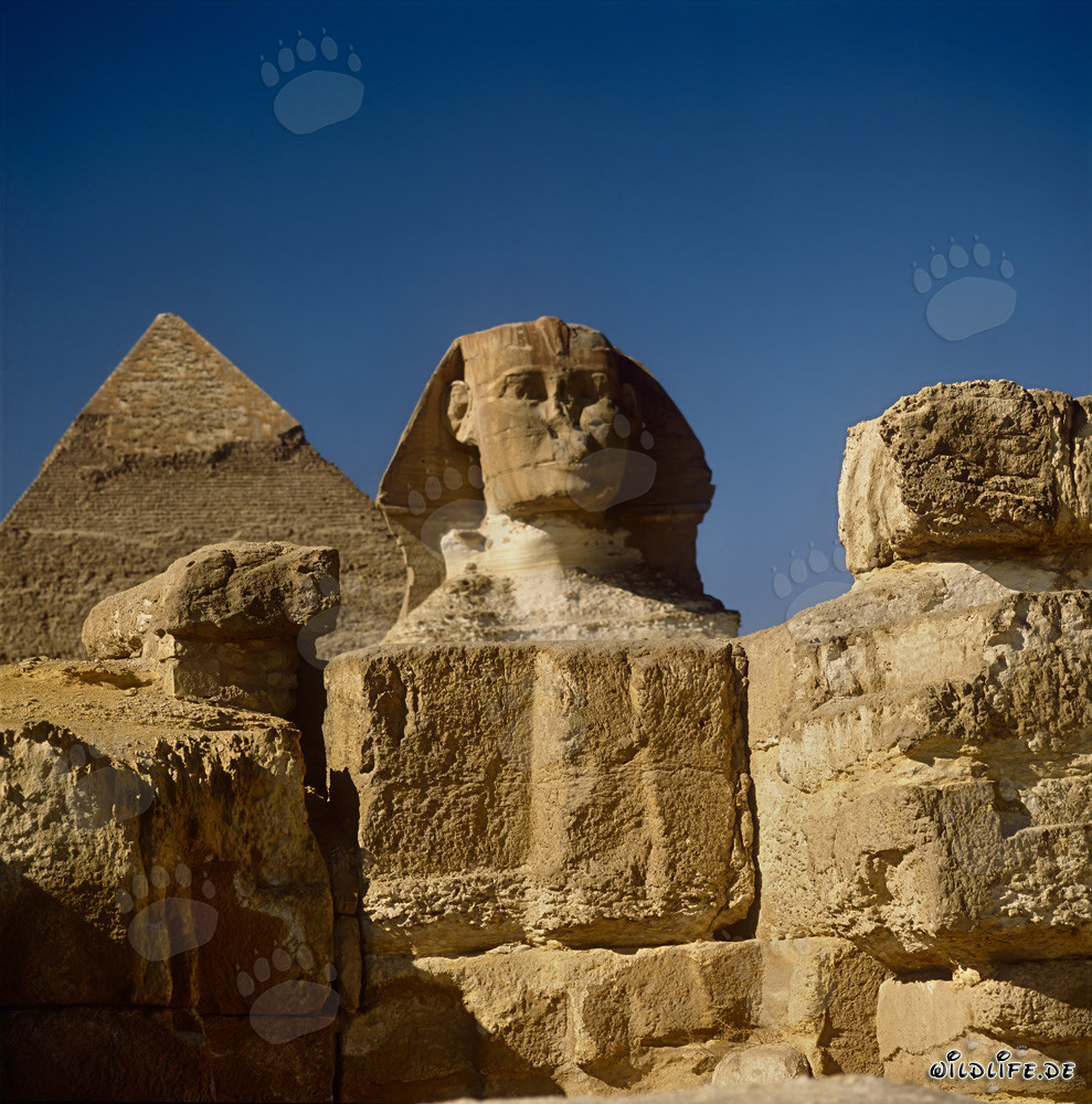 Vista frontale della Sfinge con la piramide di Chefren