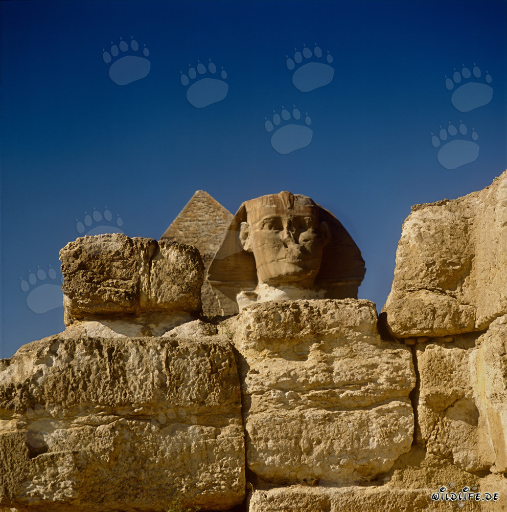 La misteriosa Sfinge di Giza - maestosa e affascinante