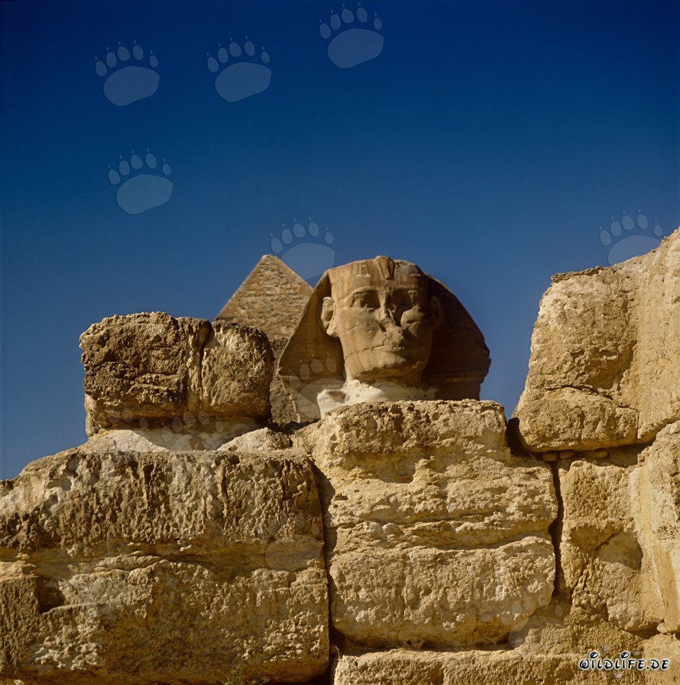 Le Sphinx de Gizeh - majestueux et fascinant