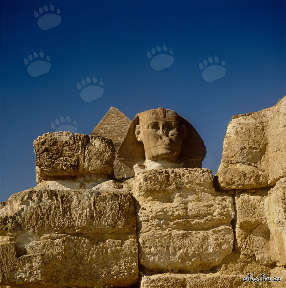 The mysterious Sphinx of Giza - majestic and fascinating