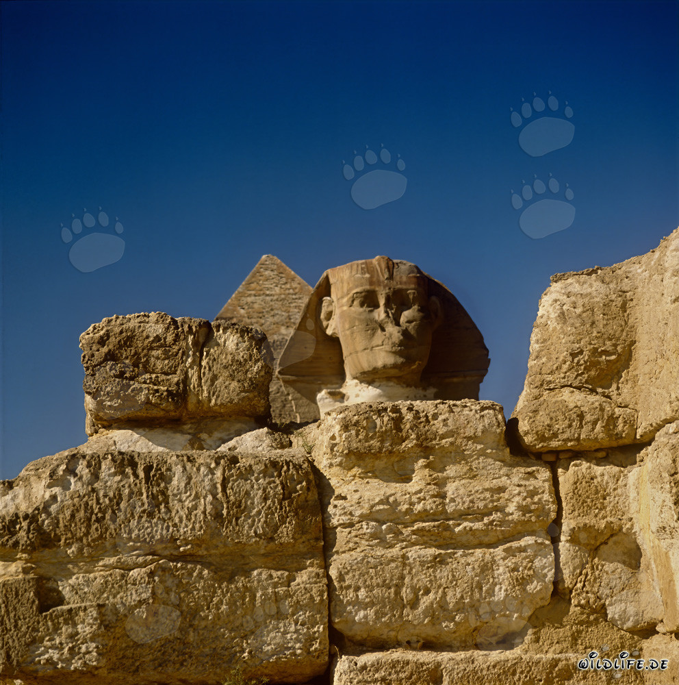 Die geheimnisvolle Sphinx von Gizeh - majestätisch und faszinierend