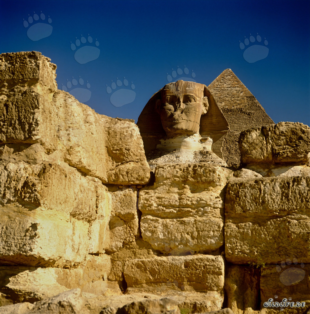 Vista frontale della Sfinge con la piramide di Chefren