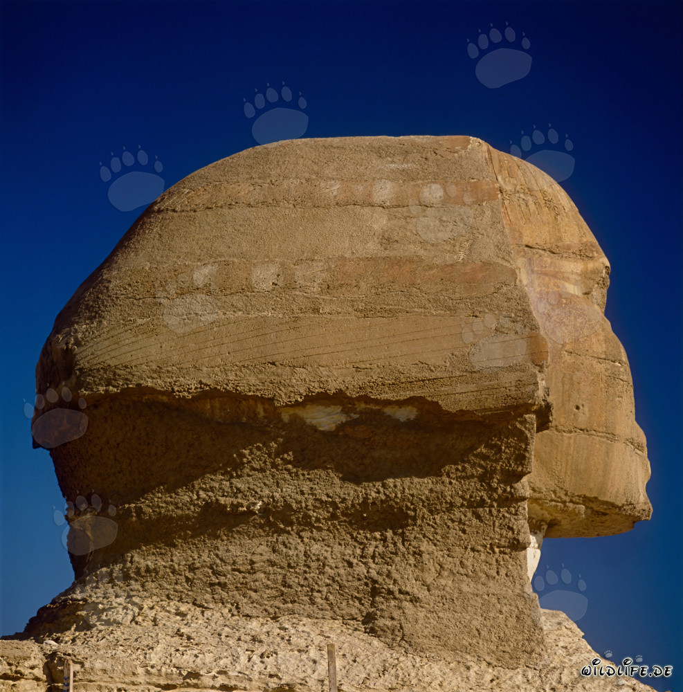 Gran Esfinge de Gizeh - Cabeza majestuosa de la Esfinge en perfil impresionante