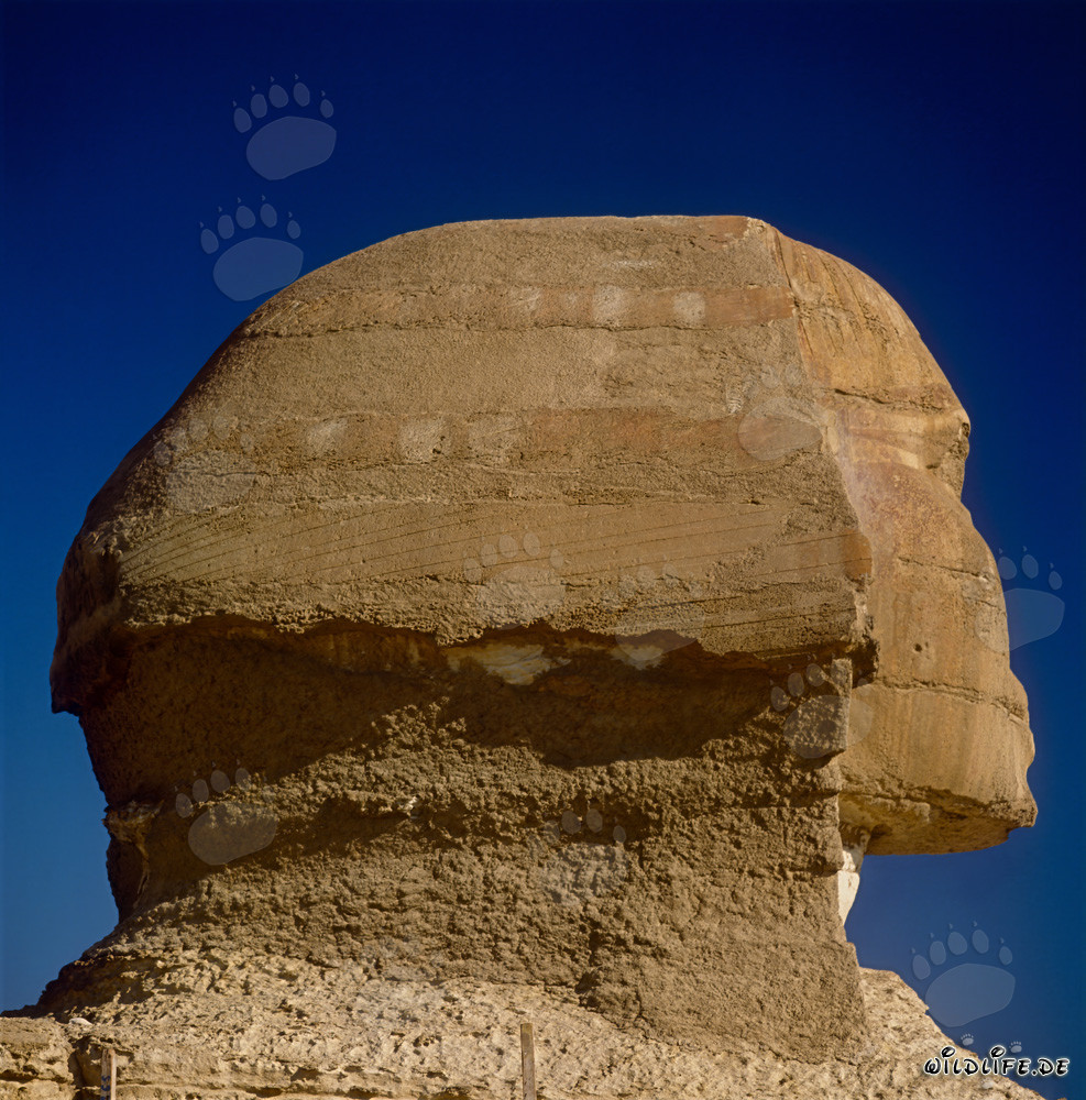 Grande Sfinge di Giza - Testa maestosa della Sfinge in profilo impressionante
