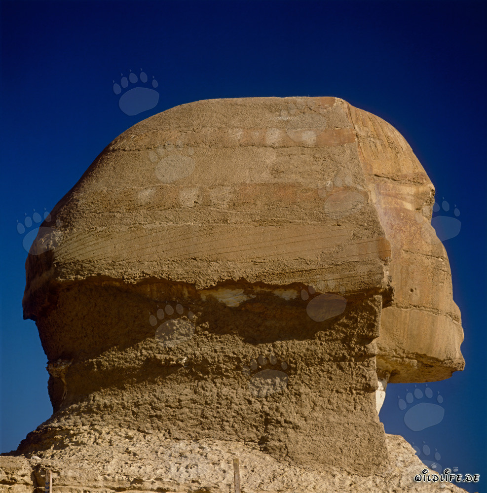 Grande Sphinx de Gizeh - Tête majestueuse du Sphinx en profil impressionnant
