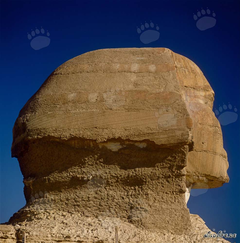 Great Sphinx of Giza - Majestic Sphinx head in impressive profile