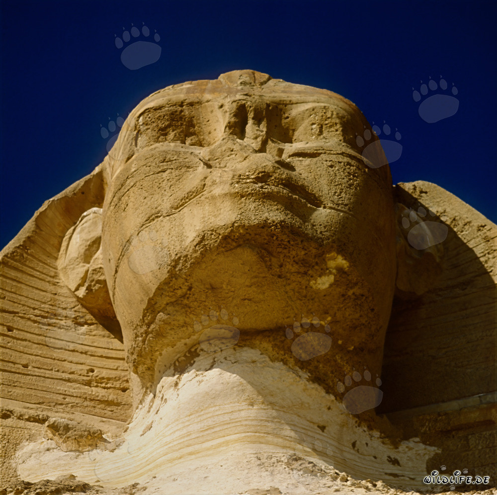 La Grande Sphinx de Gizeh - Portrait majestueux de la tête