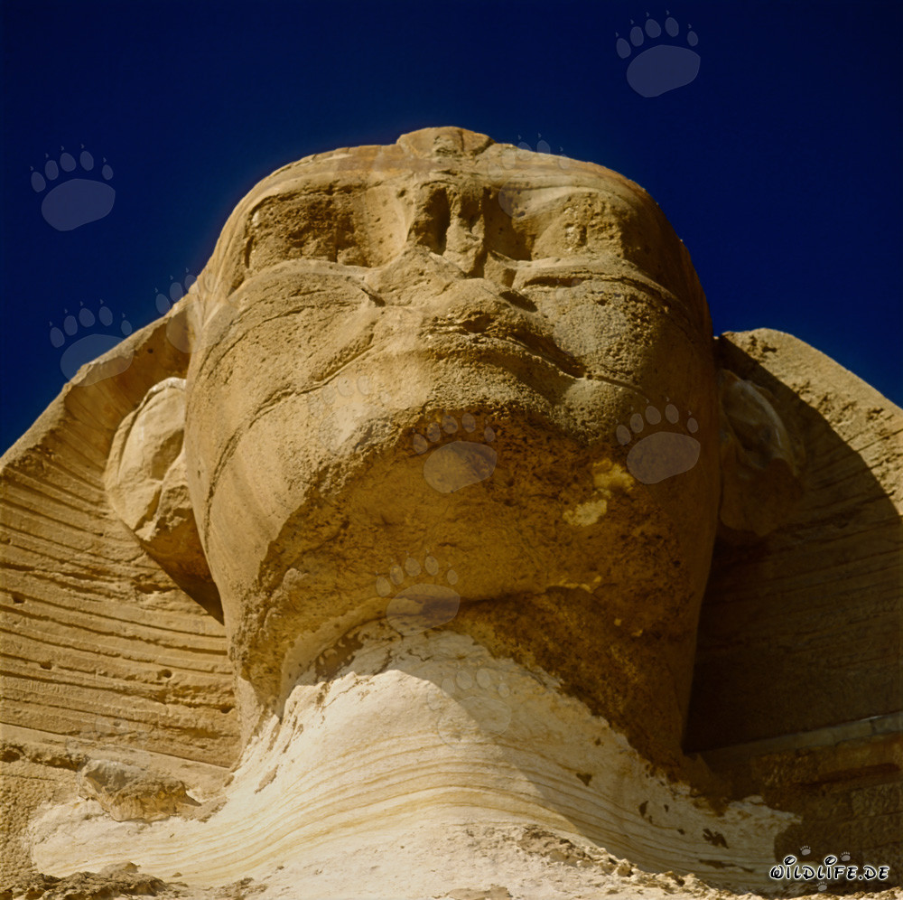 Die Große Sphinx von Gizeh - Majestätisches Kopfporträt