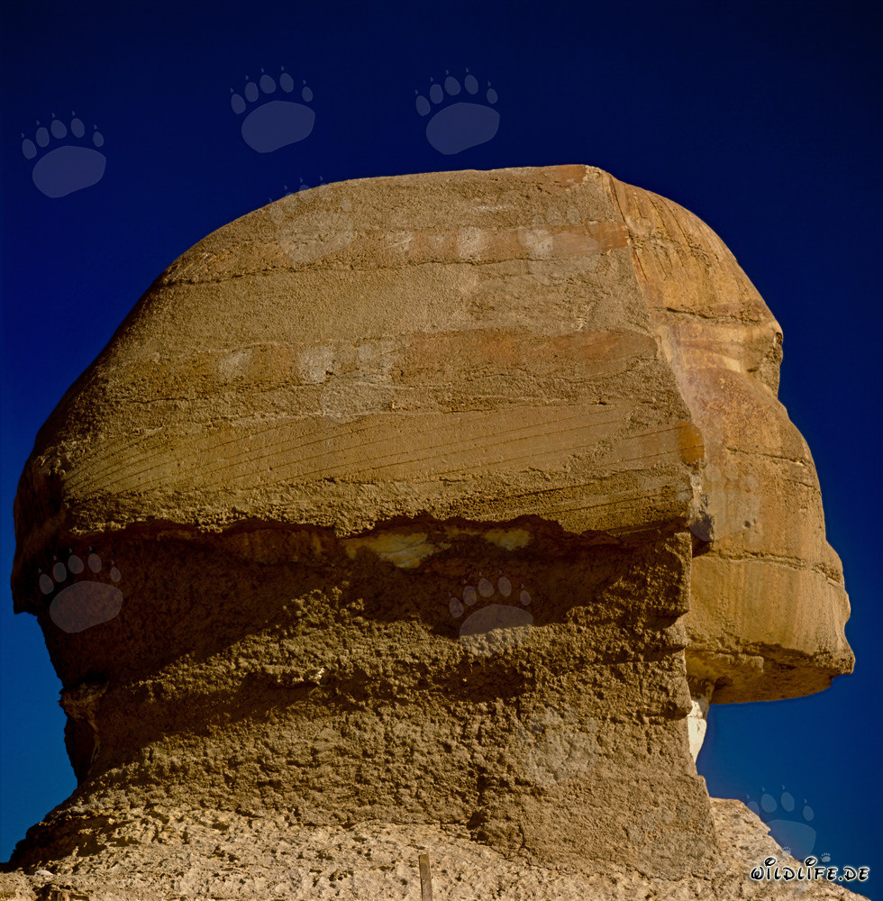 Great Sphinx of Giza - Close-up of the Sphinx head in profile