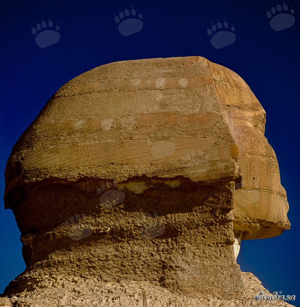 Grande Sfinge di Giza - Dettaglio della testa della Sfinge di profilo