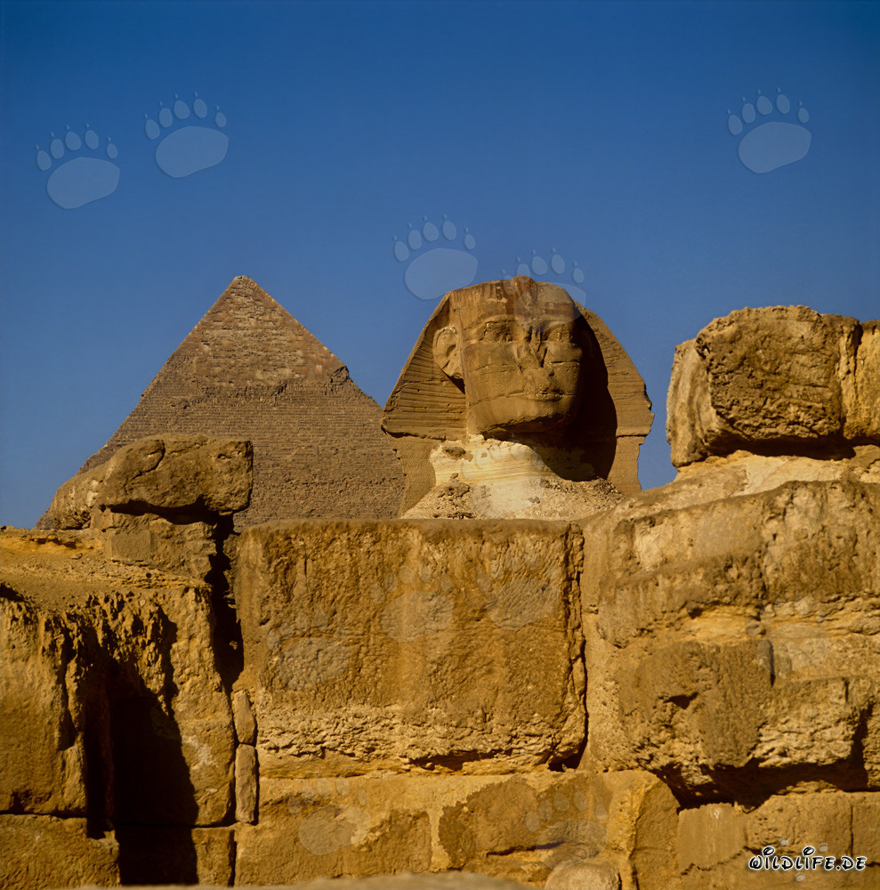 Great Sphinx of Giza Front View with Chephren Pyramid