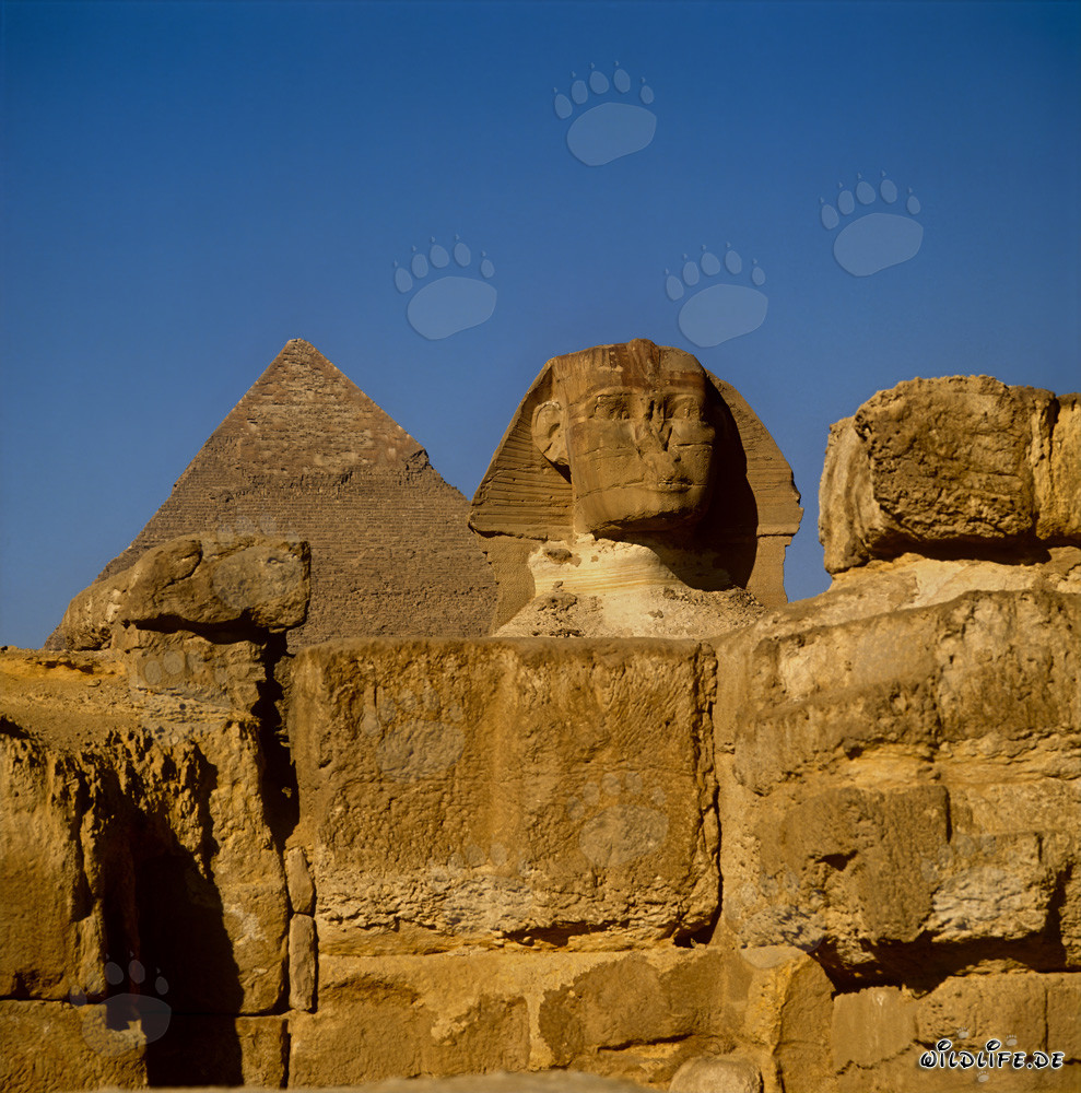 Grande Sfinge di Giza vista frontale con la piramide di Chefren