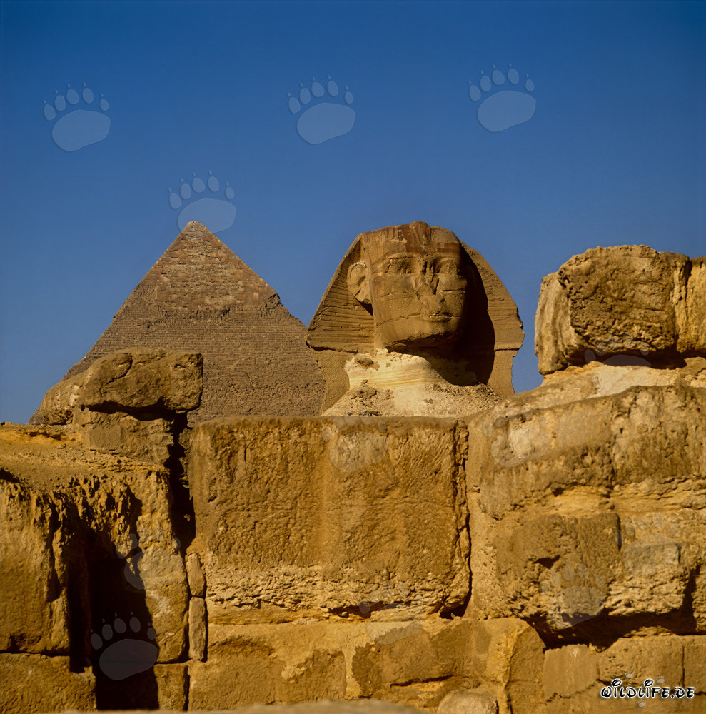 Grande Sphinx de Gizeh vue de face avec la pyramide de Kheops