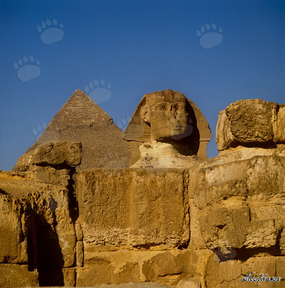 Große Sphinx von Gizeh Frontalansicht mit Chephren Pyramide