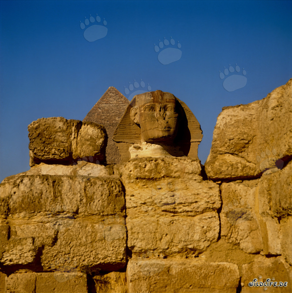 Enigma mistico: il Grande Sfinge di Giza