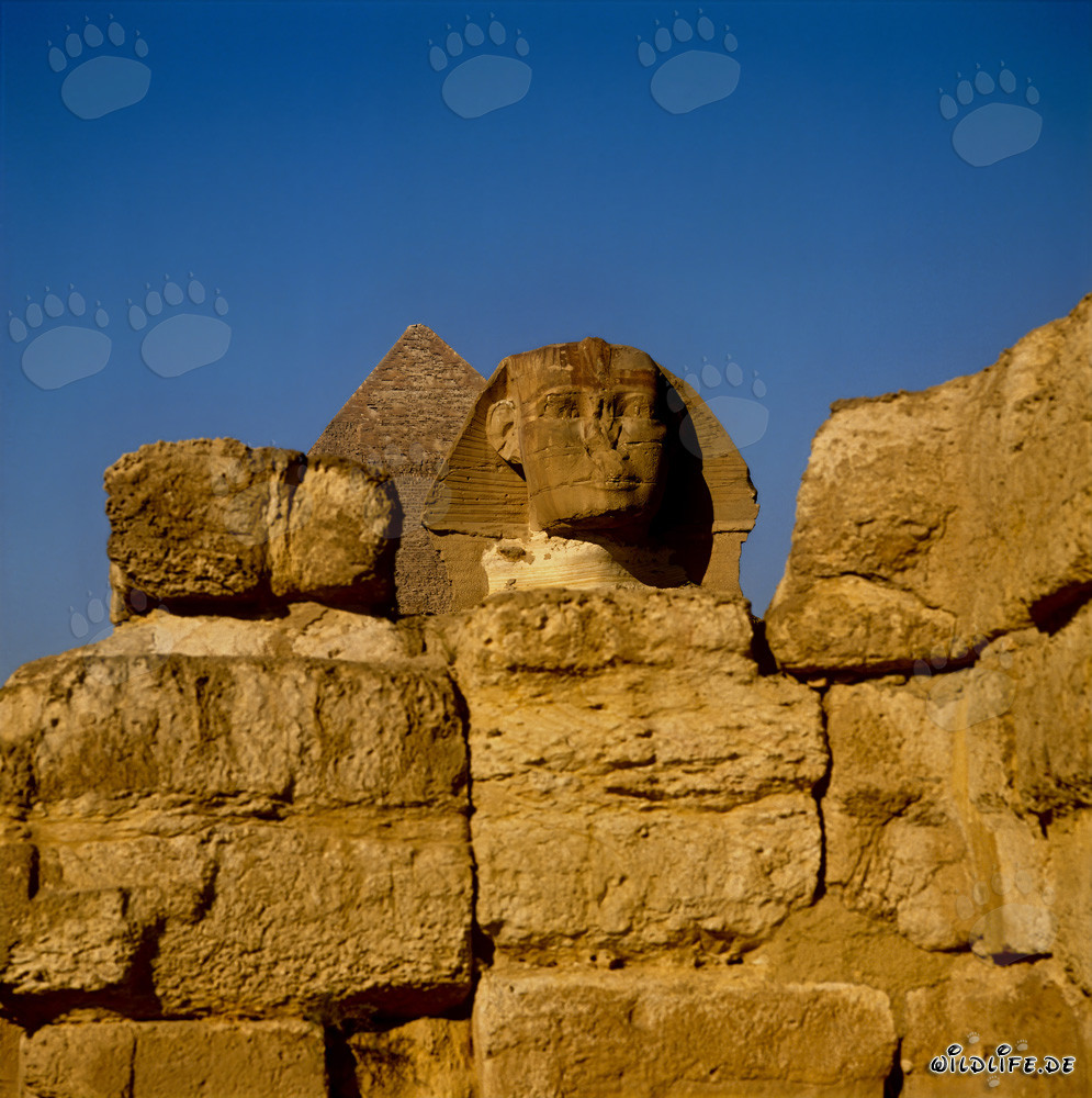 Mystisches Rätsel: Der Große Sphinx von Gizeh