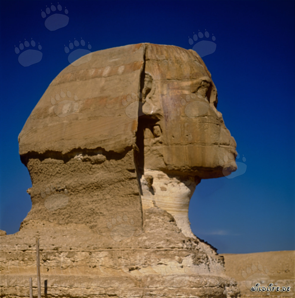 Gran Esfinge de Guiza - Majestuosa cabeza de la Esfinge en perfil