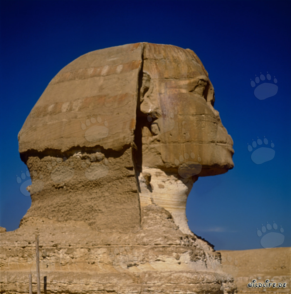 Great Sphinx of Giza - Majestic Sphinx head in profile view